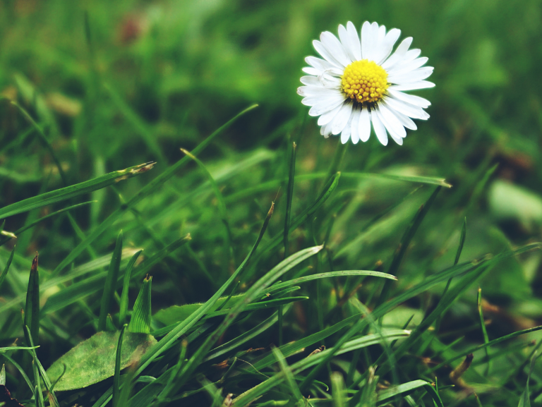 Bellis perennis L. Bellis perennis L.